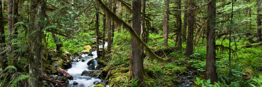 Scent of forest pine for men and women