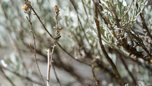 May's Scent of the Month: Rain on Sagebrush