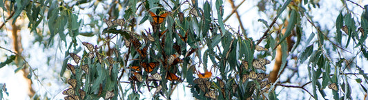 Butterfly migration in Morro Bay